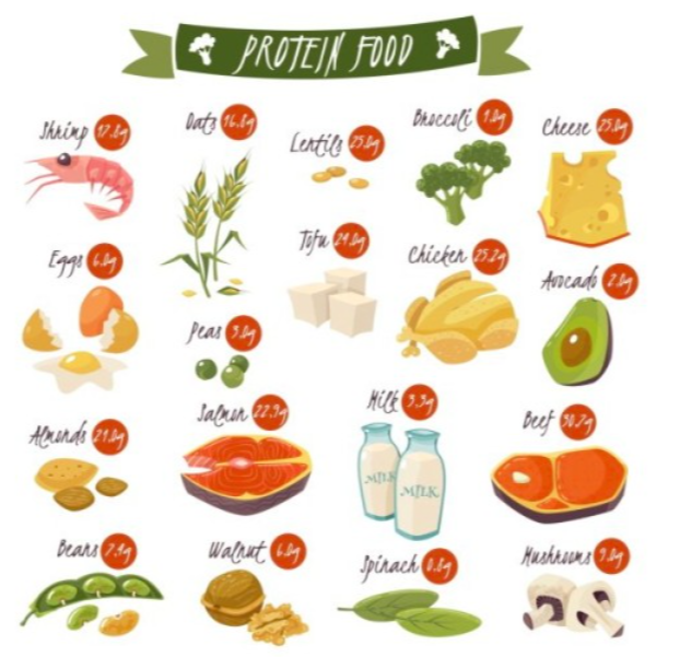 단백질 다이어트: 건강하고 효과적인 체중 감량 방법